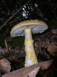 Amanita augusta image