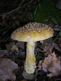 Amanita augusta image