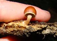 Psilocybe coprophila image