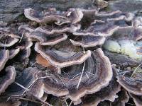 Trametes versicolor image