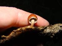 Psilocybe coprophila image