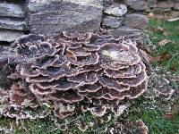 Trametes versicolor image