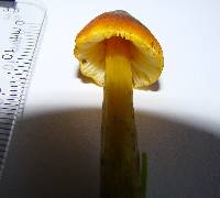 Hygrocybe conica image