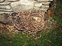 Trametes versicolor image