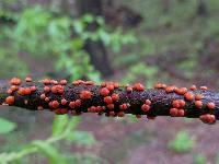 Nectria cinnabarina image