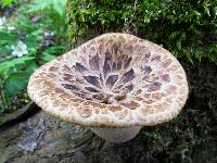 Polyporus squamosus image