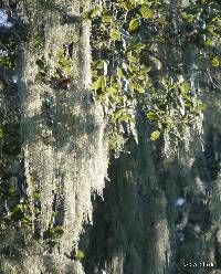 Ramalina menziesii image