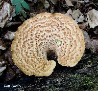 Polyporus squamosus image