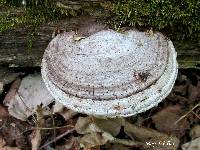 Ganoderma applanatum image