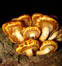 Pholiota aurivella image