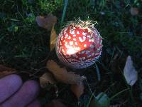 Amanita muscaria image