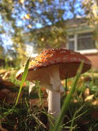 Amanita muscaria image