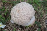 Calvatia gigantea image