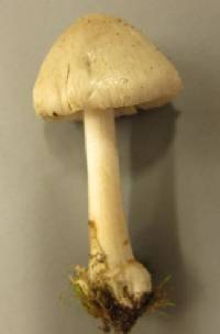 Volvariella gloiocephala image