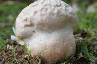 Calvatia gigantea image