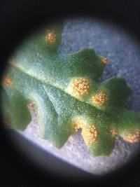 Puccinia lagenophorae image