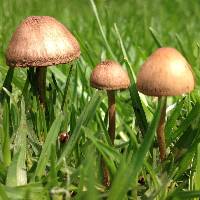Panaeolus cinctulus image
