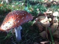 Amanita muscaria image