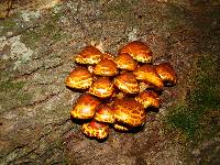 Pholiota aurivella image