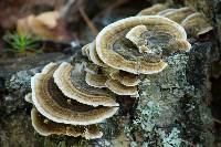 Trametes versicolor image