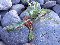 Puccinia lagenophorae image