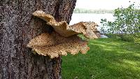 Polyporus squamosus image