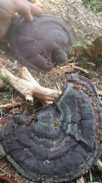 Ganoderma oregonense image