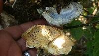 Trametes versicolor image