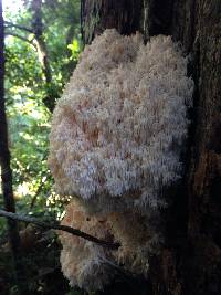 Hericium coralloides image