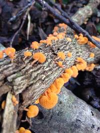 Favolaschia calocera image