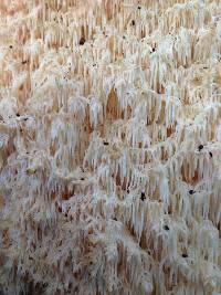 Hericium coralloides image