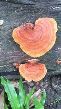Trametes versicolor image
