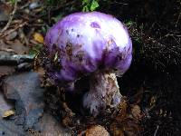 Cortinarius porphyroideus image