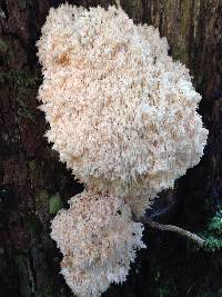 Hericium coralloides image