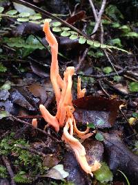 Clavulinopsis sulcata image