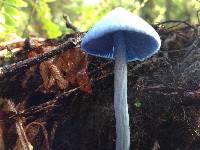 Entoloma hochstetteri image