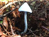 Entoloma hochstetteri image