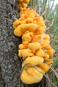 Laetiporus sulphureus image