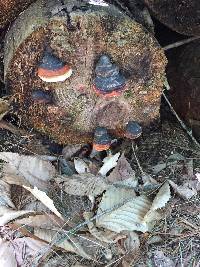 Fomitopsis pinicola image