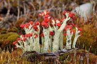 Cladonia cristatella image