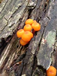 Mycena leaiana image