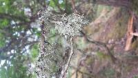 Cladonia portentosa image