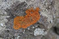 Xanthoria elegans image