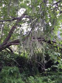 Ramalina menziesii image