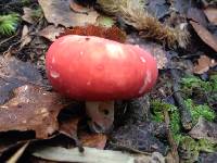 Russula kermesina image