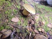 Tricholoma viridiolivaceum image