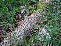 Ganoderma applanatum image