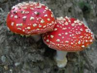 Amanita muscaria image