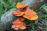 Pycnoporus coccineus image