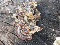 Trametes versicolor image